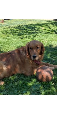 Ulti chienne Golden Retriever Fauve