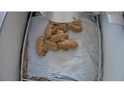 chiots Golden Retriever du Domaine Picard dans le cantal