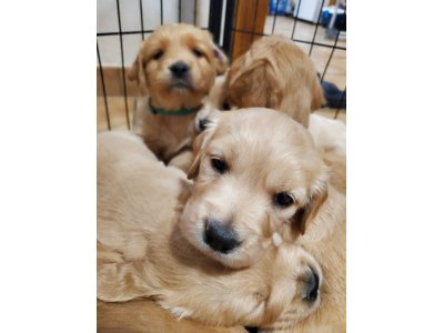 chiots Golden du domaine picard