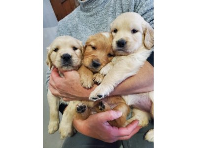 chiots Golden du domaine picard