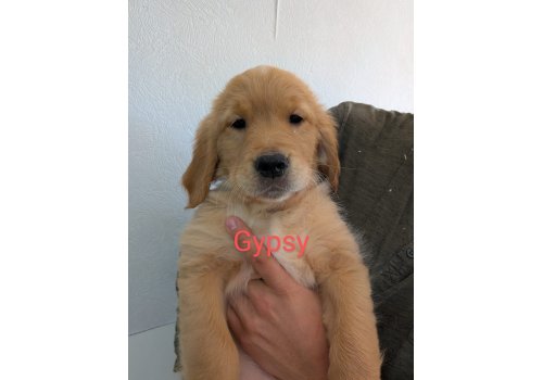 Gypsy