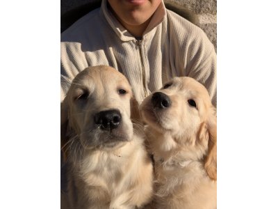 chiots 10 semaines Golden Retriever