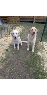 Ruby et Bonnie, les soeurs Golden