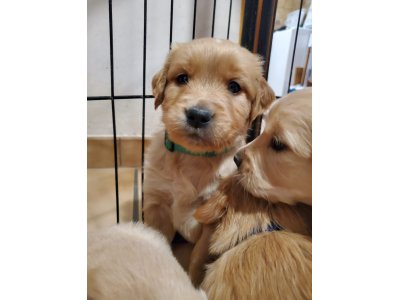 chiots Golden du domaine picard