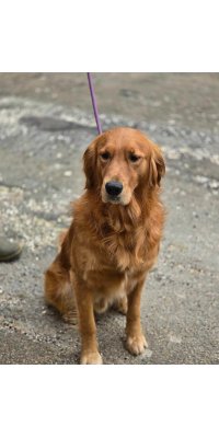 Salsa chienne Golden Retriever Fauve