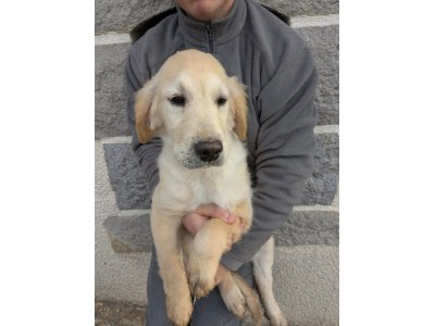 chiots golden retriever de 4 mois
