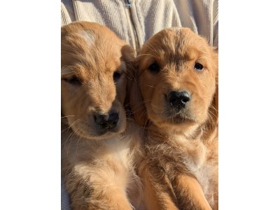 chiots 10 semaines Golden Retriever