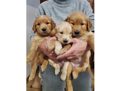 chiots Golden du domaine picard