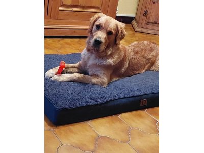 chiots golden retriever d'un an