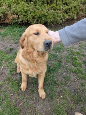Topaze chien Golder Retriever