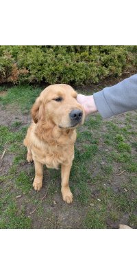 Topaze chien Golder Retriever