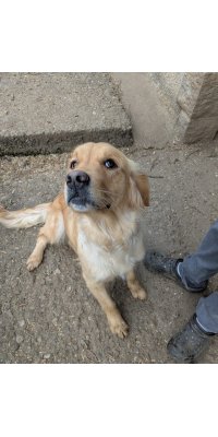 Saphir chienne Golder Retriever